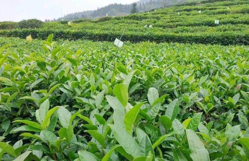 茶園太陽能殺蟲燈效果如何？湖南茶農這楊說