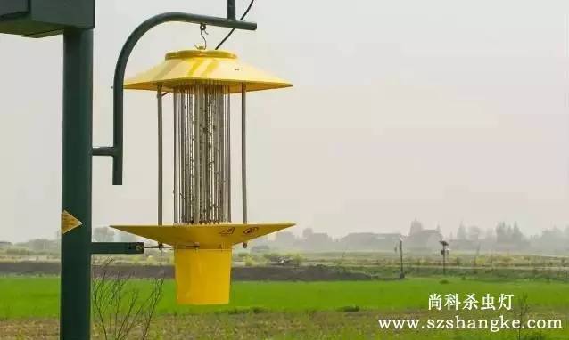 太陽(yáng)能殺蟲(chóng)燈哪家好？尚科殺蟲(chóng)燈農(nóng)田實(shí)拍