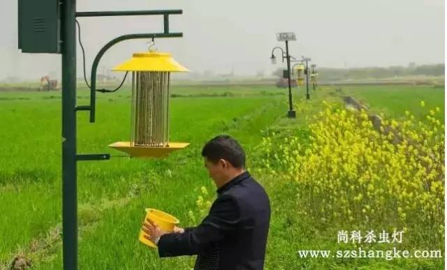 用戶在檢查尚科太陽(yáng)能殺蟲(chóng)燈集蟲(chóng)盒