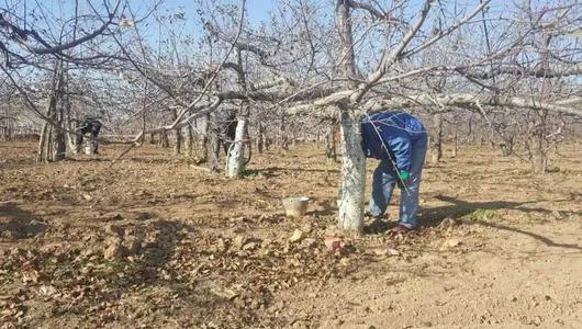 冬天來了果農(nóng)給果樹涂防蟲劑，涂樹干