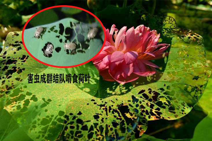 浙江公園荷葉被害蟲成群結(jié)隊啃食