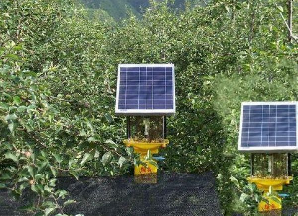 果園太陽能殺蟲燈，果樹比殺蟲燈還高
