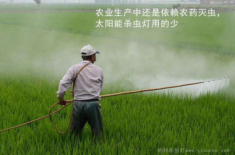 水稻使用農(nóng)藥滅蟲，太陽能殺蟲燈用的少