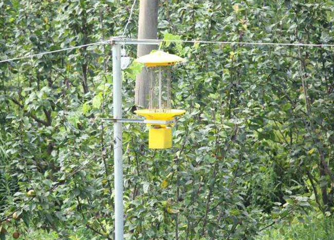 草地殺蟲燈怎么樣？草地殺蟲燈的優(yōu)缺點(diǎn)分析