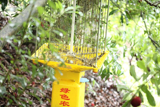 茶園如何使用殺蟲(chóng)燈，茶園防治害蟲(chóng)的有效方法