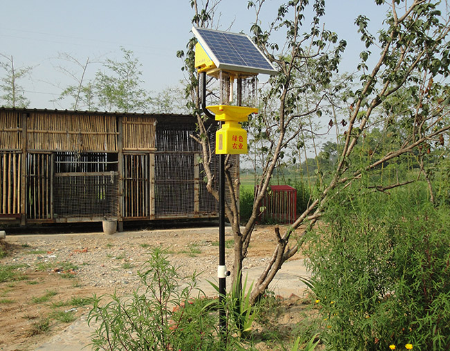 庭院太陽能殺蟲燈：高效、安全的驅蟲神器